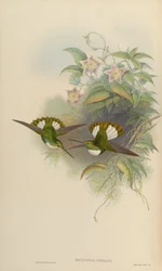 Bourciera conradi
